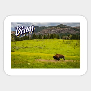 Bison at Yellowstone Sticker